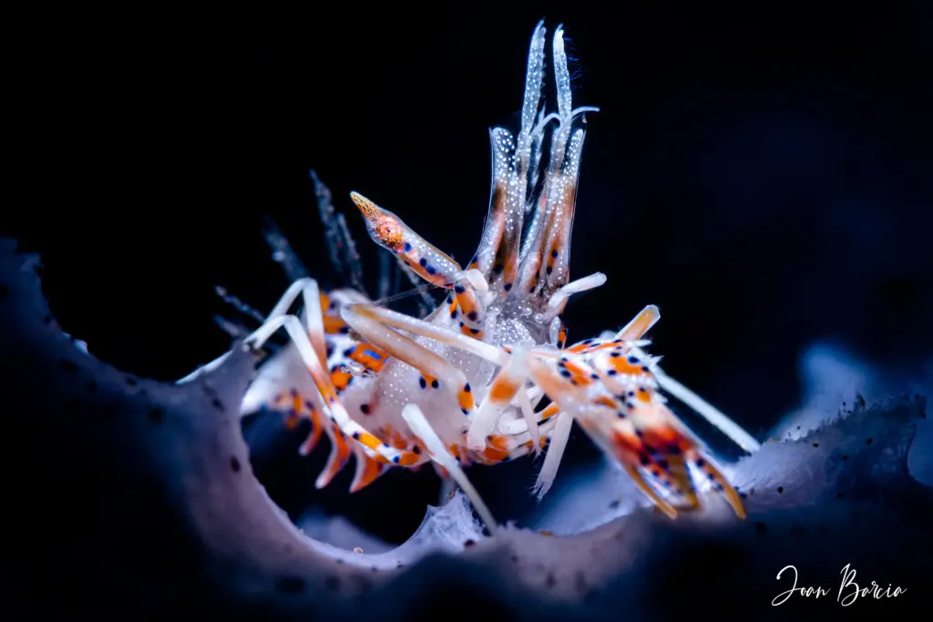2025_10_31-Tiger shrimp_3