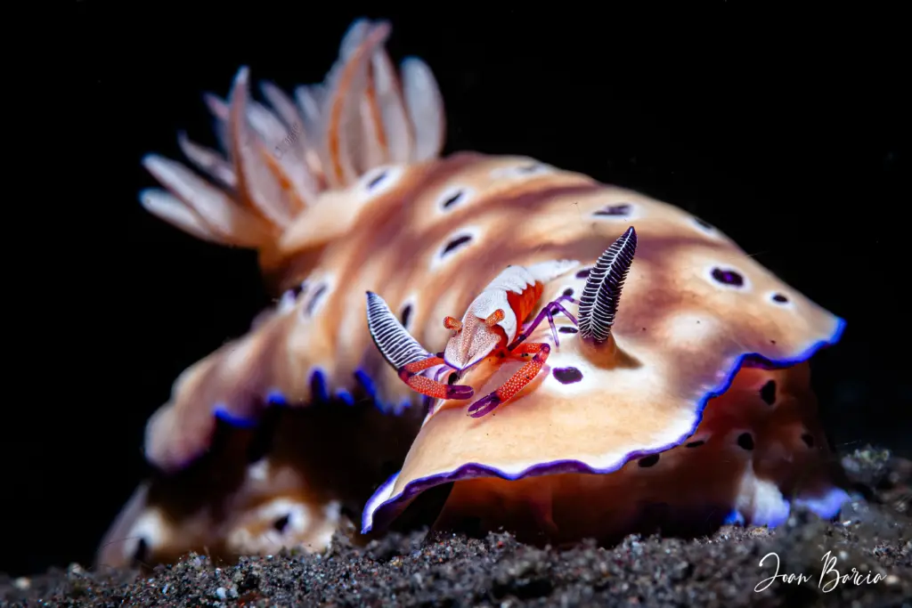 2025_11_01-Hypselodoris tryoni emperor shrimp_4