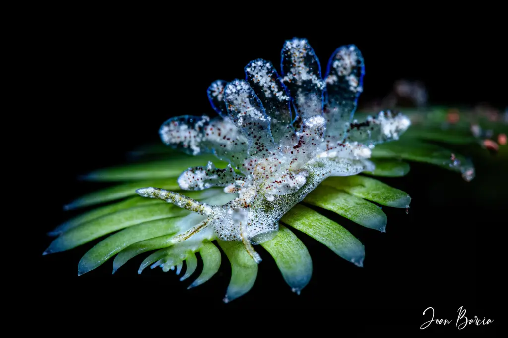 2025_11_10-Sohgenia palauensis_1