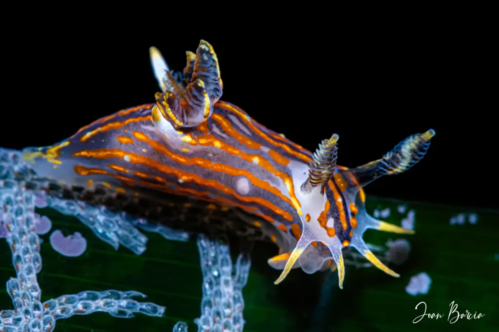 2026_05_09-Polycera quadrilineata_2