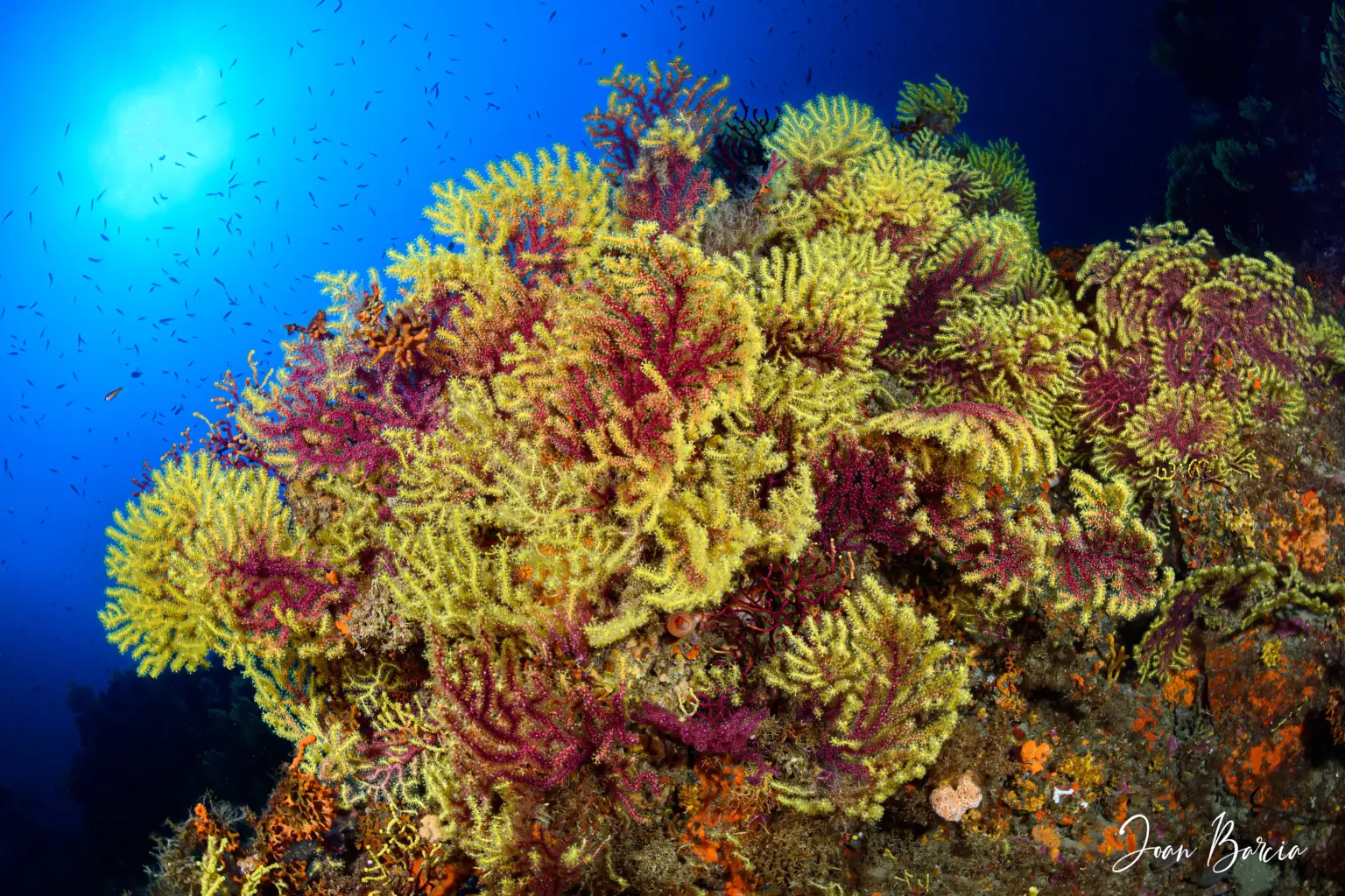 2026_07_18-Gorgonias_ Sol_1